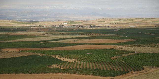 Viñedos