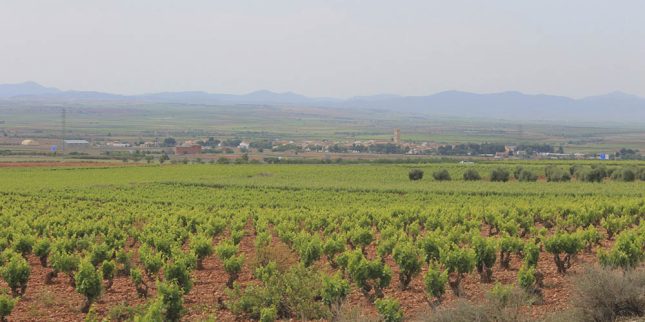 Viñedos 2