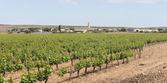 Viñedos 4