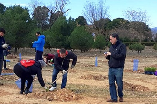 noticia plantacion