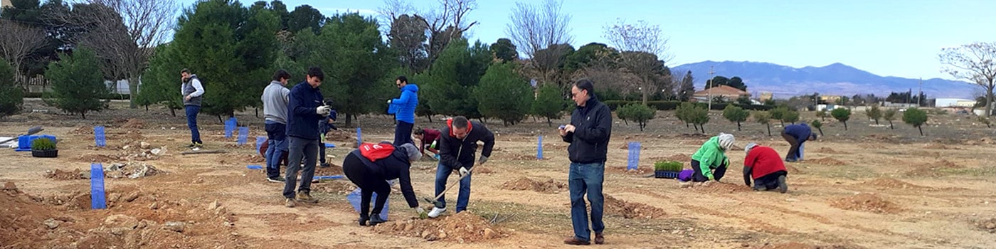 noticia plantacion