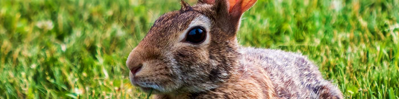 plagas Longares plagas Longares