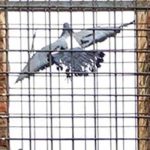 palomas