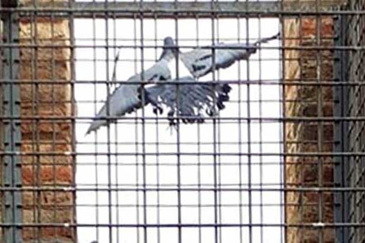 palomas
