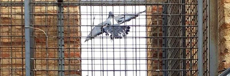 palomas