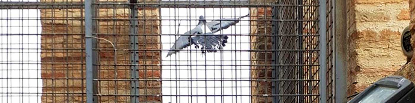 palomas palomas